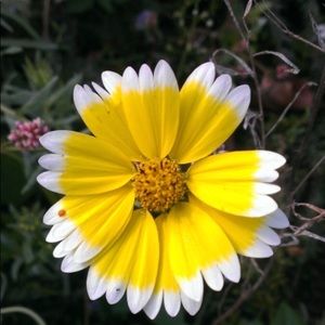 Meet your Posher, Jani